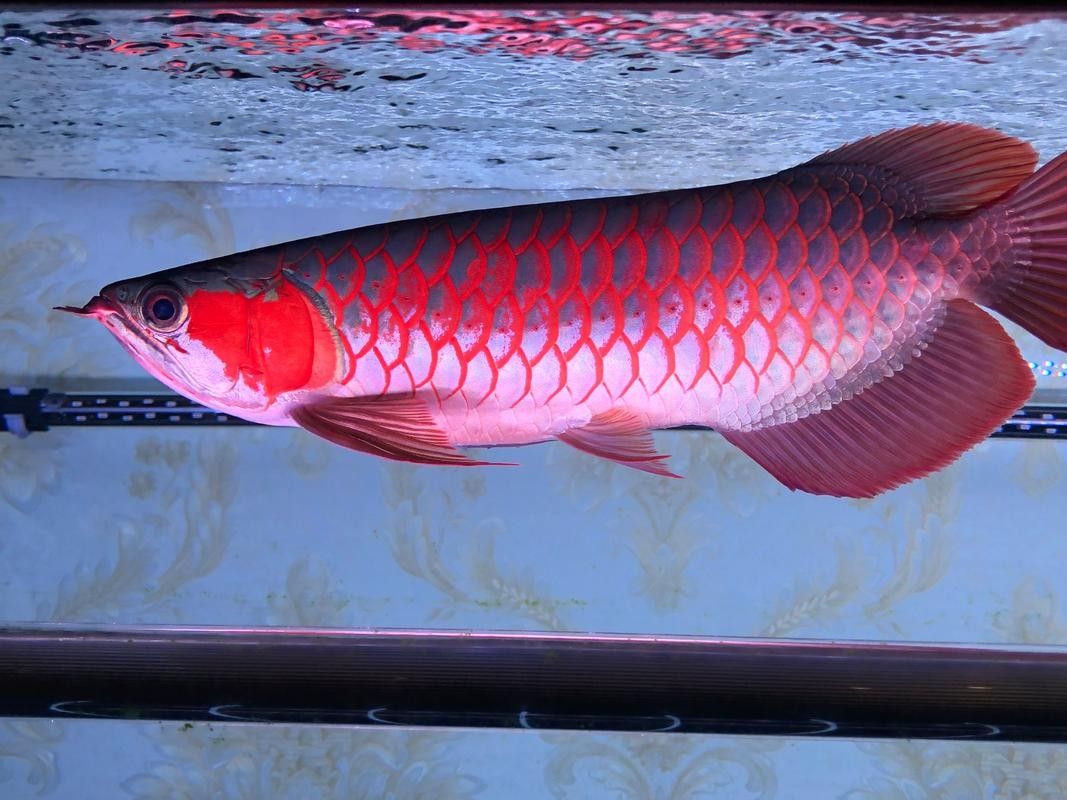 哪里可以欣賞到野生紅金龍魚圖片（如何欣賞野生紅金龍魚的圖片） 哪里可以欣賞到野生紅金龍魚圖片（如何欣賞野生紅金龍魚的圖片） 龍魚百科 第12張
