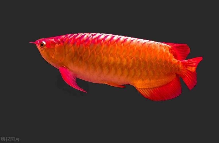 哪里可以欣賞到野生紅金龍魚圖片（如何欣賞野生紅金龍魚的圖片） 哪里可以欣賞到野生紅金龍魚圖片（如何欣賞野生紅金龍魚的圖片） 龍魚百科 第13張