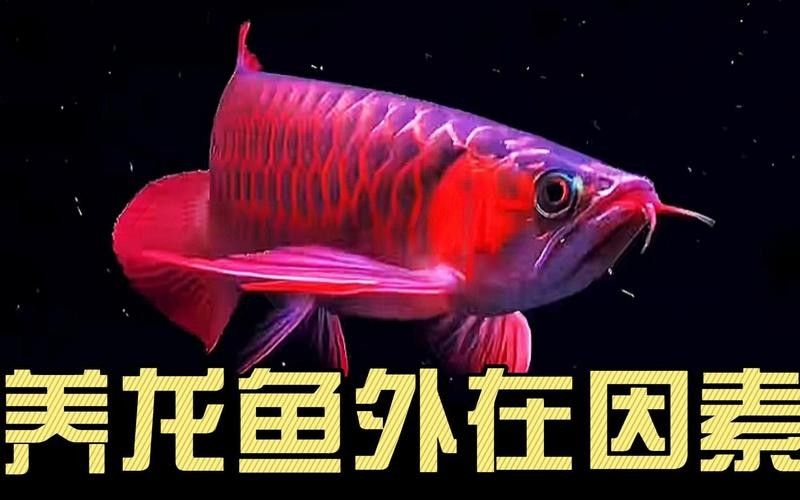 哪里可以欣賞到野生紅金龍魚圖片（如何欣賞野生紅金龍魚的圖片） 哪里可以欣賞到野生紅金龍魚圖片（如何欣賞野生紅金龍魚的圖片） 龍魚百科 第34張