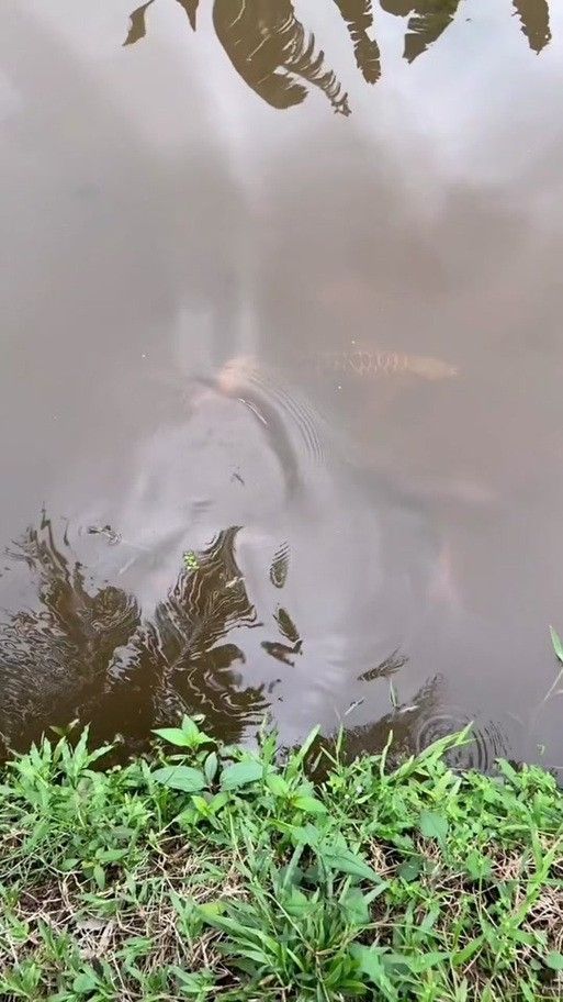 哪里可以欣賞到野生紅金龍魚圖片（如何欣賞野生紅金龍魚的圖片） 哪里可以欣賞到野生紅金龍魚圖片（如何欣賞野生紅金龍魚的圖片） 龍魚百科 第36張