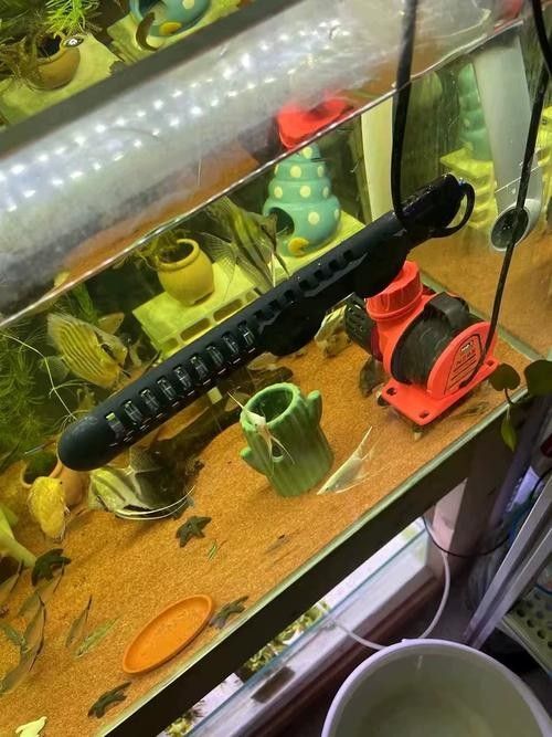 匯龍魚(yú)缸加熱器哪個(gè)型號(hào)最好？（匯龍魚(yú)缸加熱器哪個(gè)品牌好用又耐用魚(yú)缸加熱器哪個(gè)好）