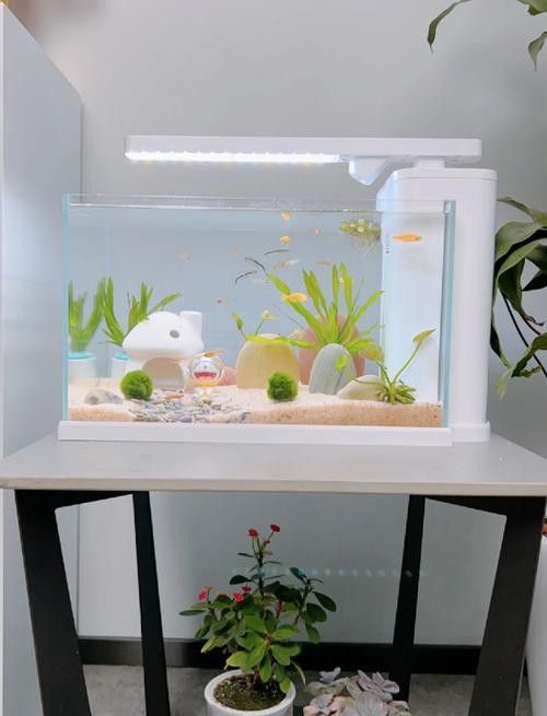 有哪些適合金龍魚魚缸的背景設計？（金龍魚缸背景設計）