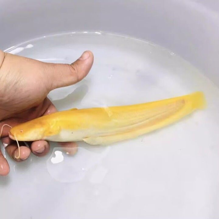 貴港哪里可以買到龍魚？（貴港市哪里有專業(yè)的觀賞魚市場）