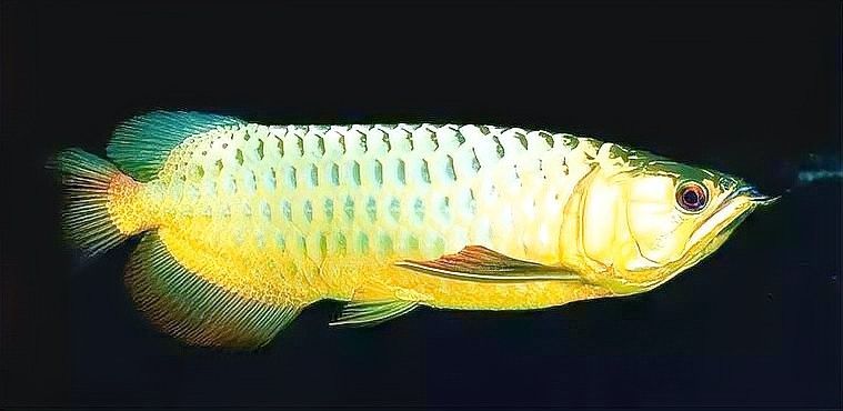 如何預防龍魚眼球發白？（9月龍魚眼睛發白調整指南，龍魚眼睛發白調整指南） 如何預防龍魚眼球發白？（9月龍魚眼睛發白調整指南，龍魚眼睛發白調整指南） 龍魚百科 第6張