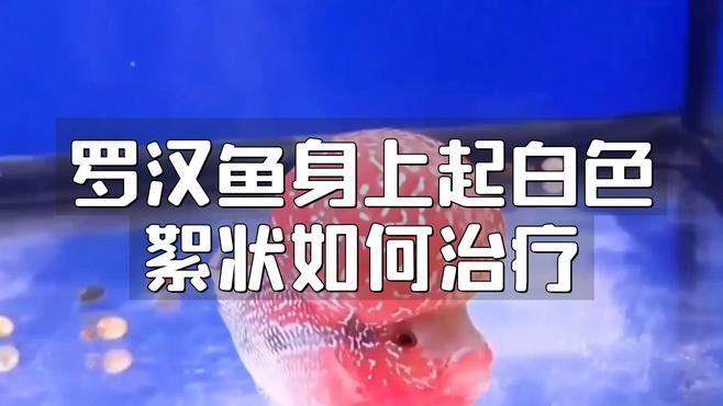 羅漢魚身上起白色絮狀如何治療（羅漢魚身上起白色絮狀物如何治療）