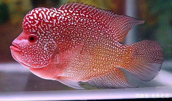 羅漢魚身上起白色絮狀如何治療（羅漢魚身上起白色絮狀物如何治療）
