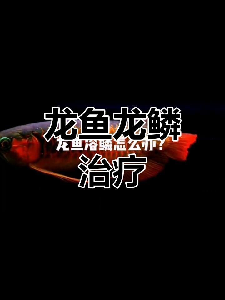 龍魚病了應該怎么辦啊圖片（龍魚常見疾病的治療方法）