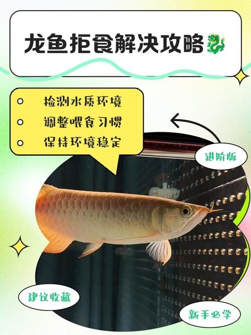 如何預防金龍魚感染寄生蟲？（如何有效預防金龍魚感染寄生蟲）