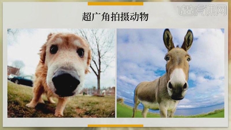 如何拍攝紅龍魚福龍的視頻（如何拍攝紅龍魚的視頻？）