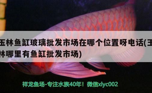 玉林魚缸玻璃批發市場在哪個位置呀電話(玉林哪里有魚缸批發市場)（玉林魚缸玻璃批發市場） 玉林魚缸玻璃批發市場在哪個位置呀電話(玉林哪里有魚缸批發市場)（玉林魚缸玻璃批發市場） 觀賞魚百科