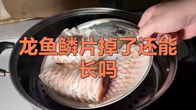 龍魚鱗片缺損會自愈嗎？（魚的鱗片掉了還能長出來嗎）