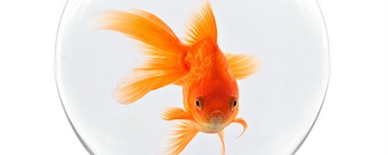 金魚有多長有多重（養在魚缸中，金魚的重量和重量因素有著很大的關系）