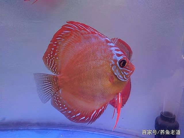 如何判斷七彩雷龍魚是否配對成功（七彩雷龍魚配對失敗怎么辦？） 如何判斷七彩雷龍魚是否配對成功（七彩雷龍魚配對失敗怎么辦？） 龍魚百科 第1張