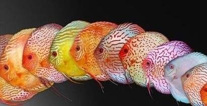 如何判斷七彩雷龍魚是否配對成功（七彩雷龍魚配對失敗怎么辦？） 如何判斷七彩雷龍魚是否配對成功（七彩雷龍魚配對失敗怎么辦？） 龍魚百科 第3張