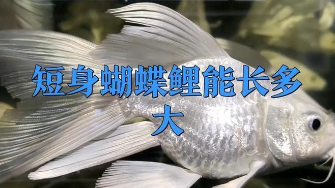 短身蝴蝶鯉的生長速度如何？（短身蝴蝶鯉生長迅速只需注意這幾點） 短身蝴蝶鯉的生長速度如何？（短身蝴蝶鯉生長迅速只需注意這幾點） 龍魚百科 第1張