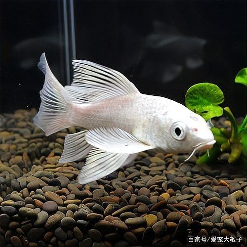 短身蝴蝶鯉的生長速度如何？（短身蝴蝶鯉生長迅速只需注意這幾點） 短身蝴蝶鯉的生長速度如何？（短身蝴蝶鯉生長迅速只需注意這幾點） 龍魚百科 第3張
