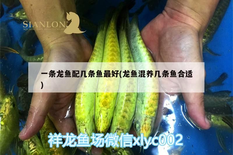 一條龍魚配幾條魚最好(龍魚混養幾條魚合適)（一條龍魚配幾條魚合適）