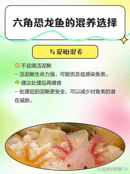 恐龍魚吃哪些活餌（六角恐龍魚喂食指南笑點低的寵物君,恐龍魚飼養全攻略）
