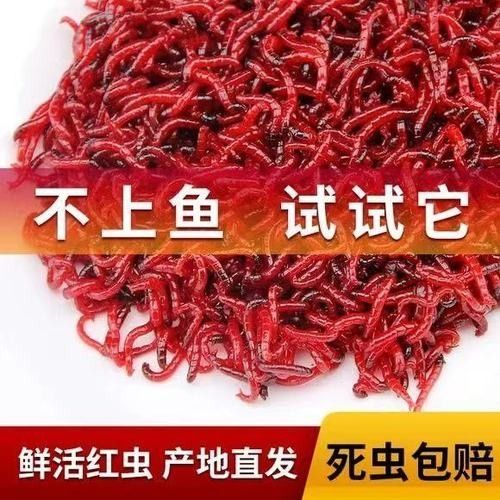 恐龍魚吃哪些活餌（六角恐龍魚喂食指南笑點低的寵物君,恐龍魚飼養全攻略）