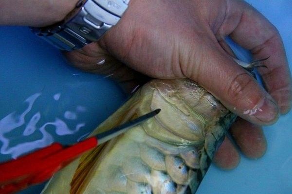 金龍魚麻醉后需要多久恢復(fù)（金龍魚在麻醉后的恢復(fù)期可能需要1-2天）