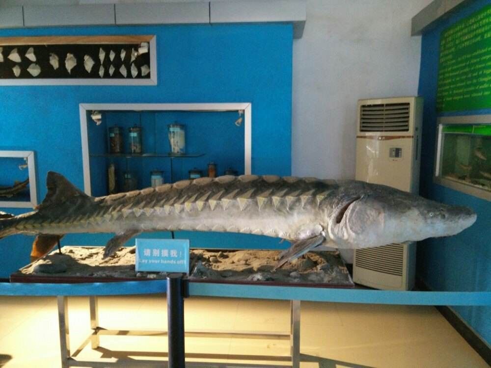 給我一張鱘龍魚的圖片（\