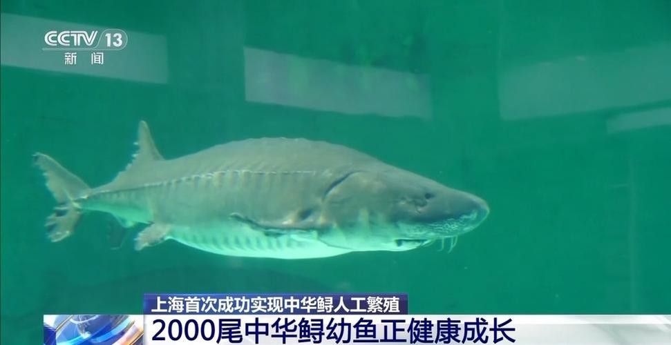 給我一張鱘龍魚的圖片（\