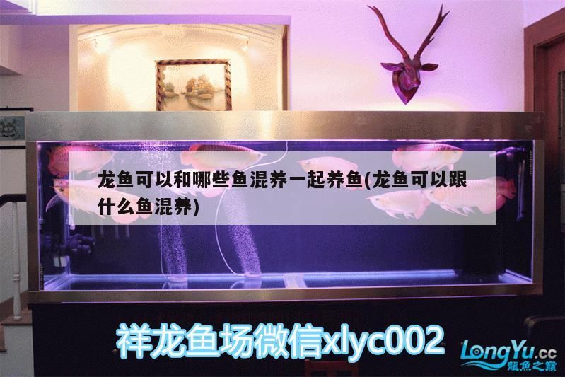 龍魚可以和哪些魚混養(yǎng)一起養(yǎng)魚(龍魚可以跟什么魚混養(yǎng))（龍魚可以和哪些魚混養(yǎng)一起養(yǎng)） 龍魚可以和哪些魚混養(yǎng)一起養(yǎng)魚(龍魚可以跟什么魚混養(yǎng))（龍魚可以和哪些魚混養(yǎng)一起養(yǎng)） 觀賞魚百科