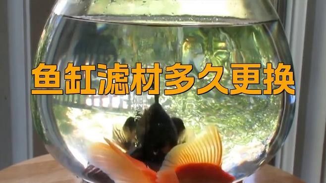 龍魚過濾器材多久換一次 龍魚過濾器材多久換一次 龍魚百科 第2張