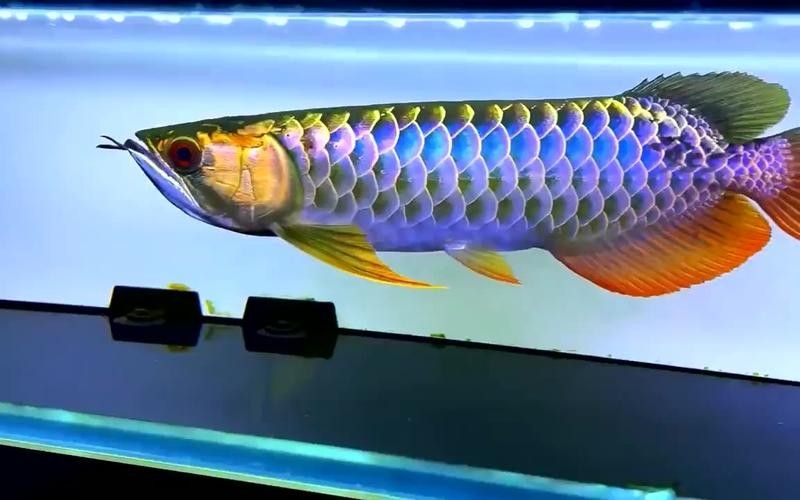 七彩金龍魚有哪些品種？（七彩金龍魚品種分類詳解zili金龍魚品種分類詳解）