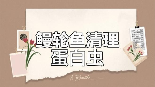 曼龍魚會吃蛋白蟲嗎？（曼龍魚會吃蛋白蟲嗎）