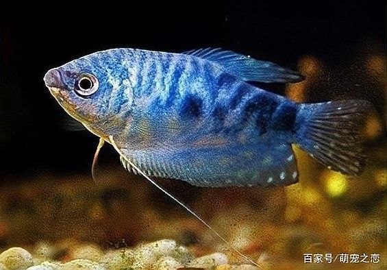 曼龍魚會吃蛋白蟲嗎？（曼龍魚會吃蛋白蟲嗎）