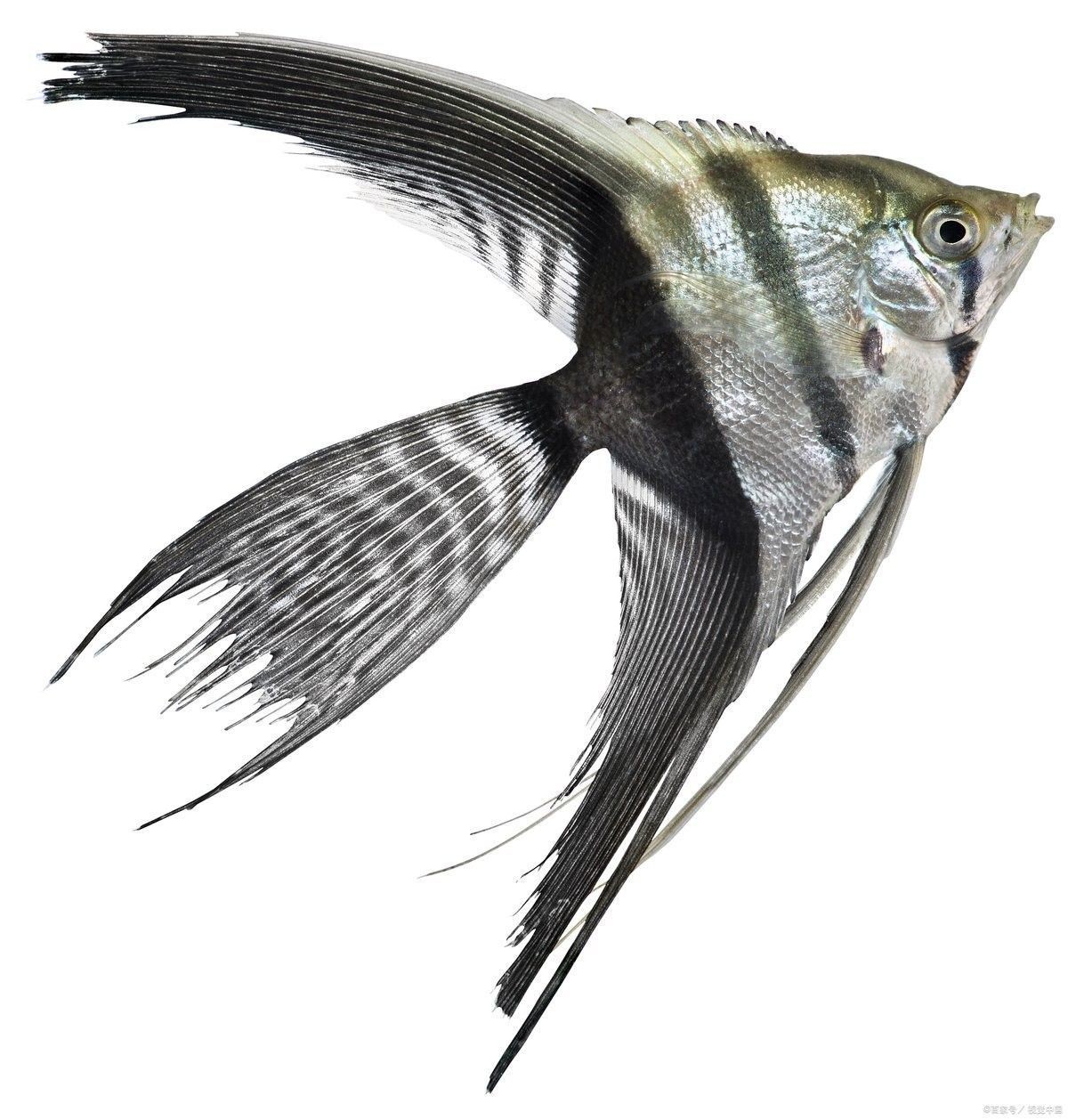 哪些因素會影響龍魚鰭芽增生（影響龍魚鰭芽增生的主要因素）