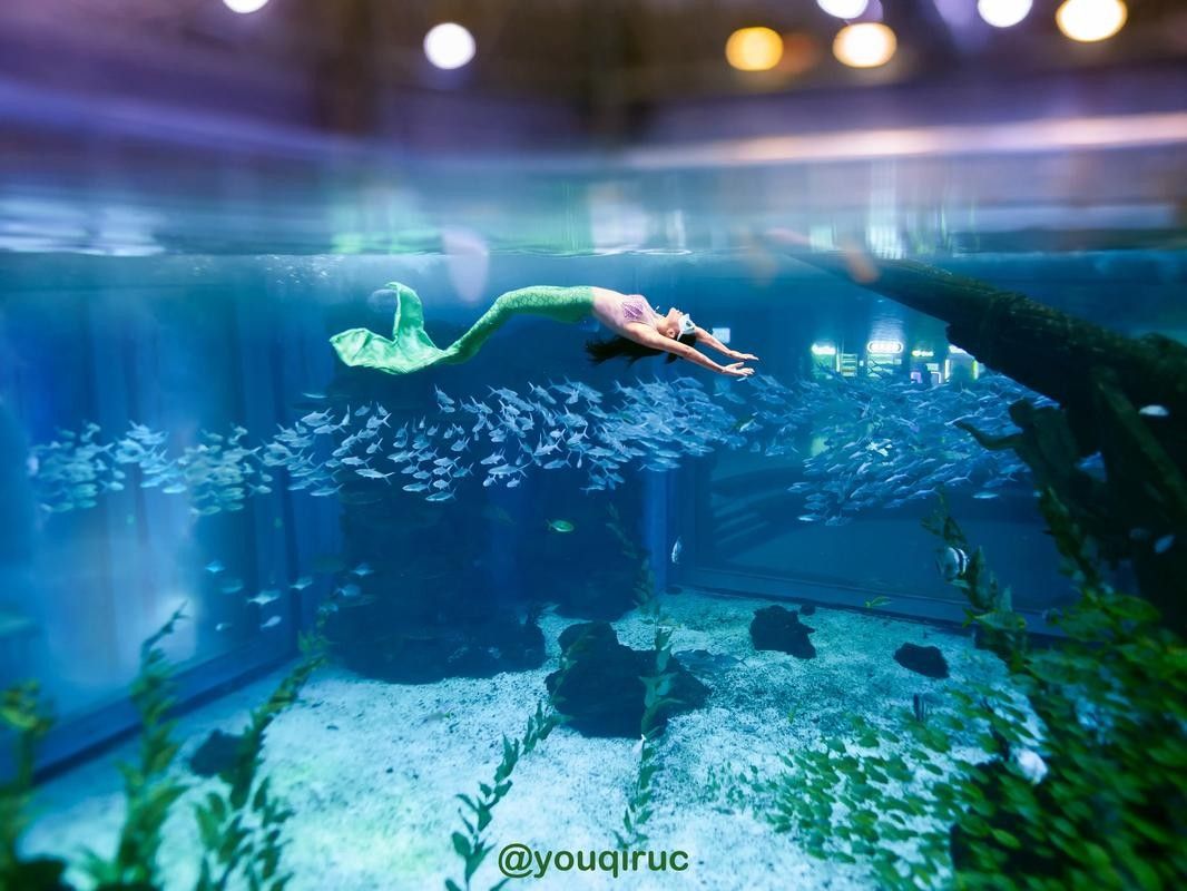 給我推薦一些適合拍攝小龍魚的背景板