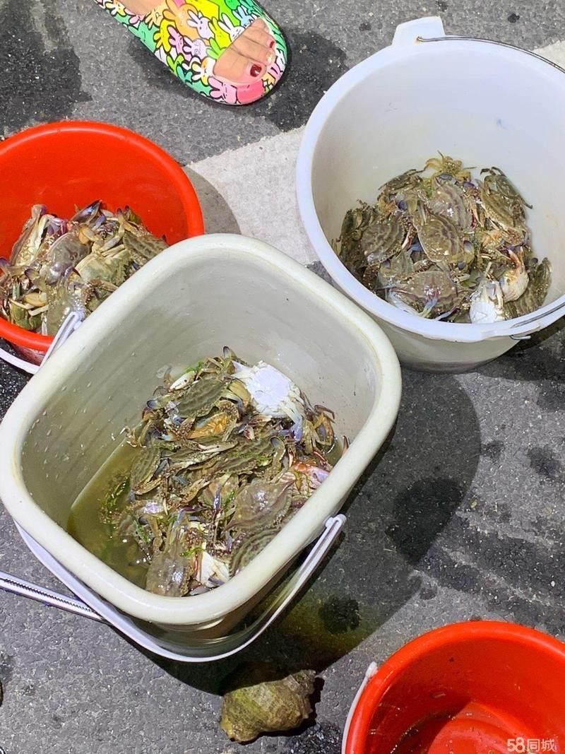 青島有龍魚轉(zhuǎn)讓群嗎？（青島有龍魚轉(zhuǎn)讓群嗎，青島地區(qū)龍魚轉(zhuǎn)讓群可能存在一定難度） 青島有龍魚轉(zhuǎn)讓群嗎？（青島有龍魚轉(zhuǎn)讓群嗎，青島地區(qū)龍魚轉(zhuǎn)讓群可能存在一定難度） 龍魚百科 第2張