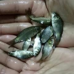 青島有龍魚轉(zhuǎn)讓群嗎？（青島有龍魚轉(zhuǎn)讓群嗎，青島地區(qū)龍魚轉(zhuǎn)讓群可能存在一定難度） 青島有龍魚轉(zhuǎn)讓群嗎？（青島有龍魚轉(zhuǎn)讓群嗎，青島地區(qū)龍魚轉(zhuǎn)讓群可能存在一定難度） 龍魚百科 第1張