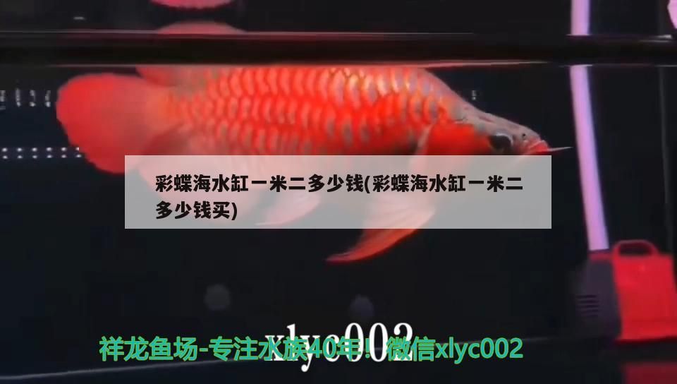 銀龍魚用什么顏色的燈好看（銀龍魚喜歡什么顏色的燈）