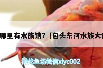 包頭哪里有水族館?（包頭東河水族大世界）（包頭東河水族大世界、包頭海洋世界、包頭哪里有水族館）