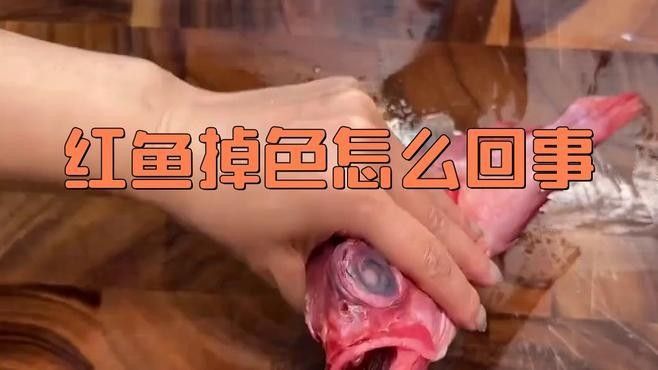 如何預防紅龍魚褪色？（養紅龍10大忠告nova凱樞站02:11紅魚掉色怎么回事）