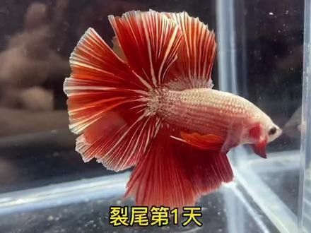金龍魚尾巴散開能自愈嗎？（金龍魚尾巴散開是否能自愈） 金龍魚尾巴散開能自愈嗎？（金龍魚尾巴散開是否能自愈） 龍魚百科 第3張