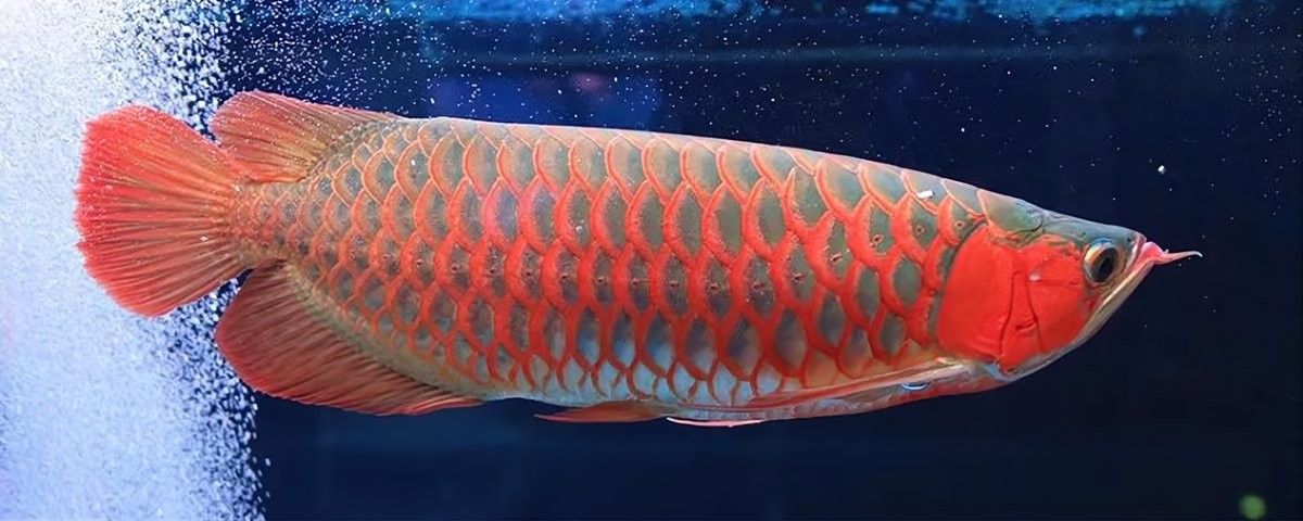 金龍魚尾巴散開能自愈嗎？（金龍魚尾巴散開是否能自愈） 金龍魚尾巴散開能自愈嗎？（金龍魚尾巴散開是否能自愈） 龍魚百科 第9張