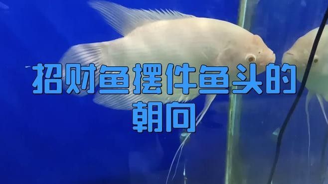 木質龍頭魚擺件保養步驟