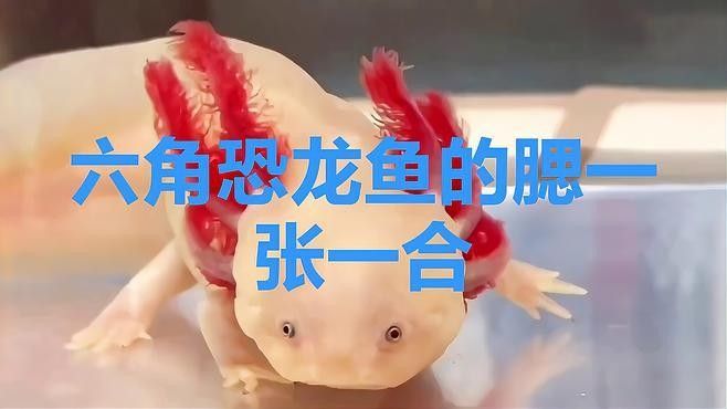 恐龍魚漂浮多久會死（恐龍魚漂浮多久會死恐龍魚漂浮多久會死）