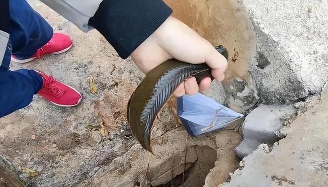 雷龍魚屬于外來入侵物種嗎？ 雷龍魚屬于外來入侵物種嗎？ 龍魚百科 第5張