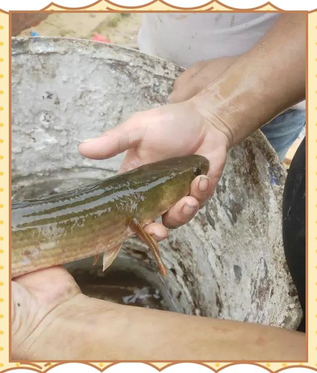 雷龍魚屬于外來入侵物種嗎？ 雷龍魚屬于外來入侵物種嗎？ 龍魚百科 第4張
