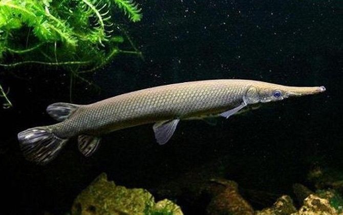 雷龍魚屬于外來入侵物種嗎？ 雷龍魚屬于外來入侵物種嗎？ 龍魚百科 第6張