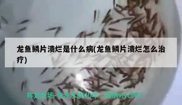 龍魚鱗片潰爛是什么病(龍魚鱗片潰爛怎么治療)