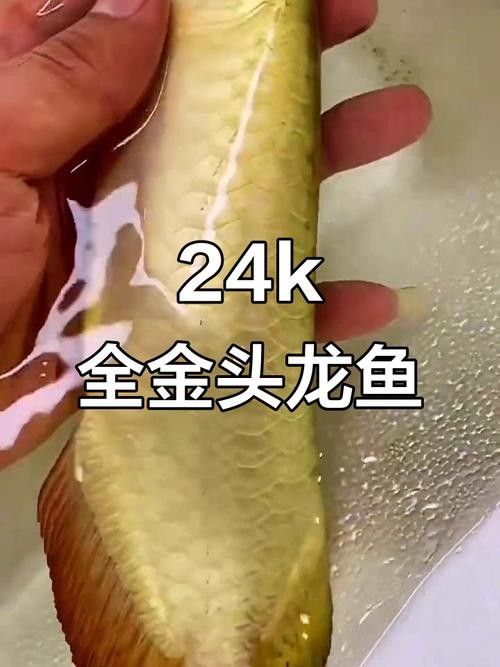 金頭過背金龍魚發色后還會褪色嗎