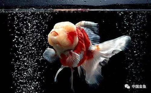 金頭過背金龍魚發色后還會褪色嗎