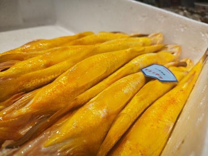 如何區分金龍魚和小黃魚？（金龍魚和小黃魚的區別）