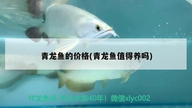 青龍魚的價格(青龍魚值得養嗎)